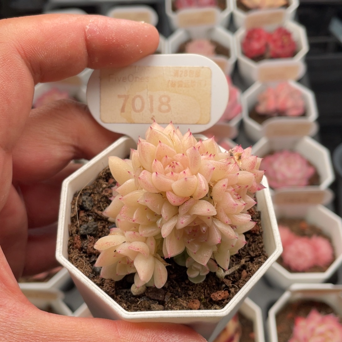 麦秆7018-5.5厘米