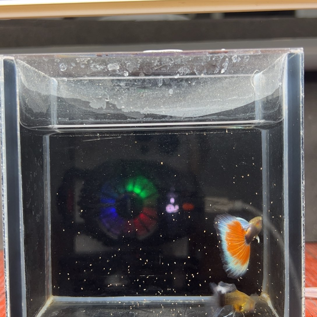 孔雀鱼蓝礼服绣球一对