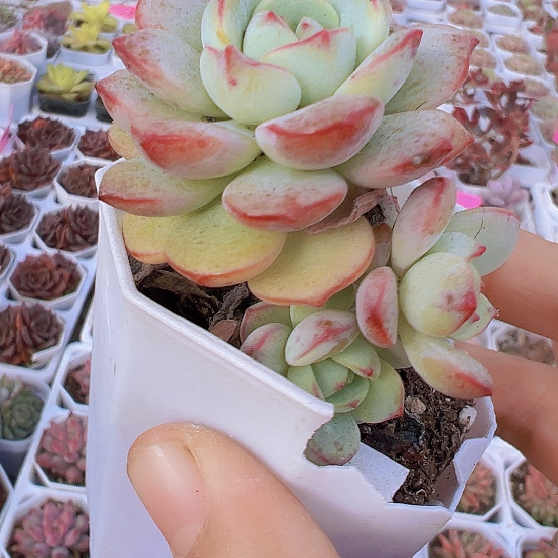 老桩香草19包邮多肉