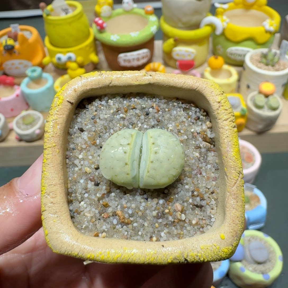 红陶蘑菇528奶油寿丽