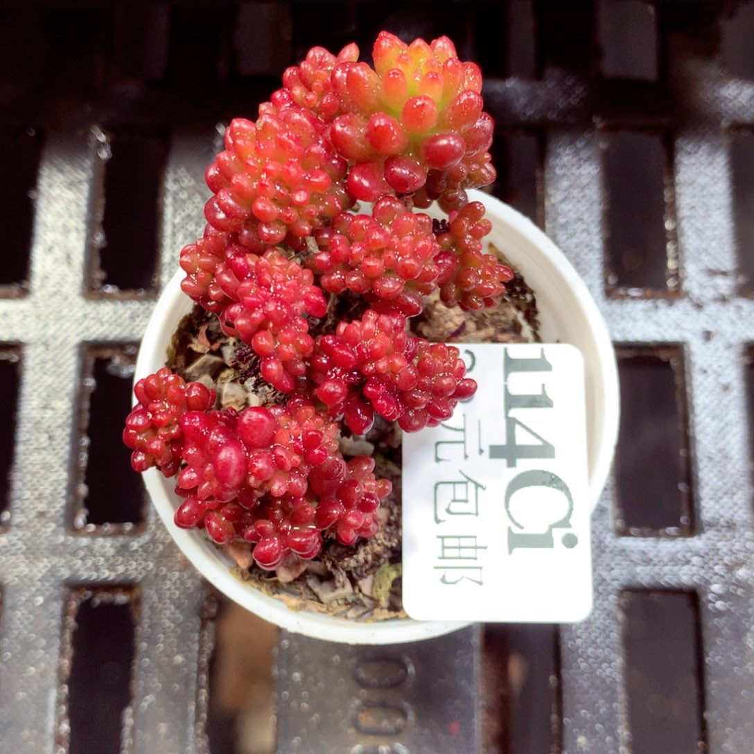 5厘米盆精控多肉114