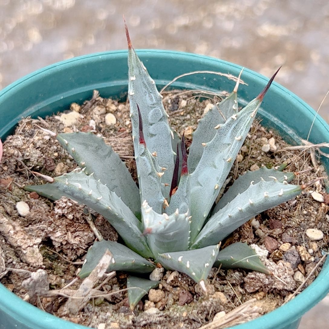 实生 曲刺妖炎仙人球