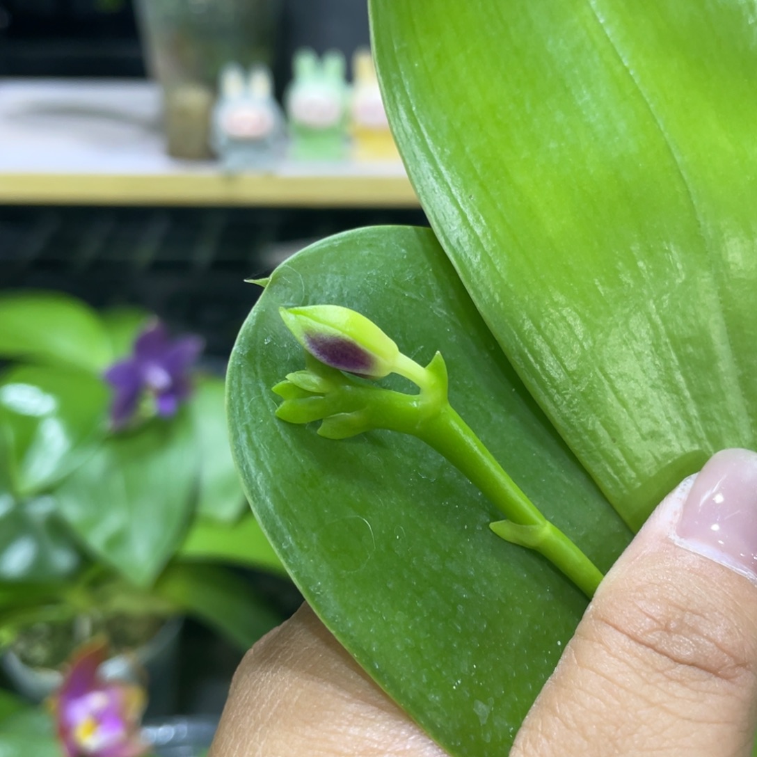 全部花苞盲盒2.5寸花包