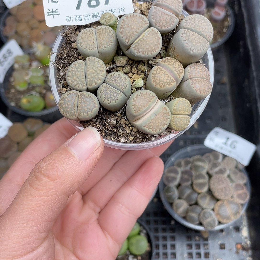 78700000花花花花花花花