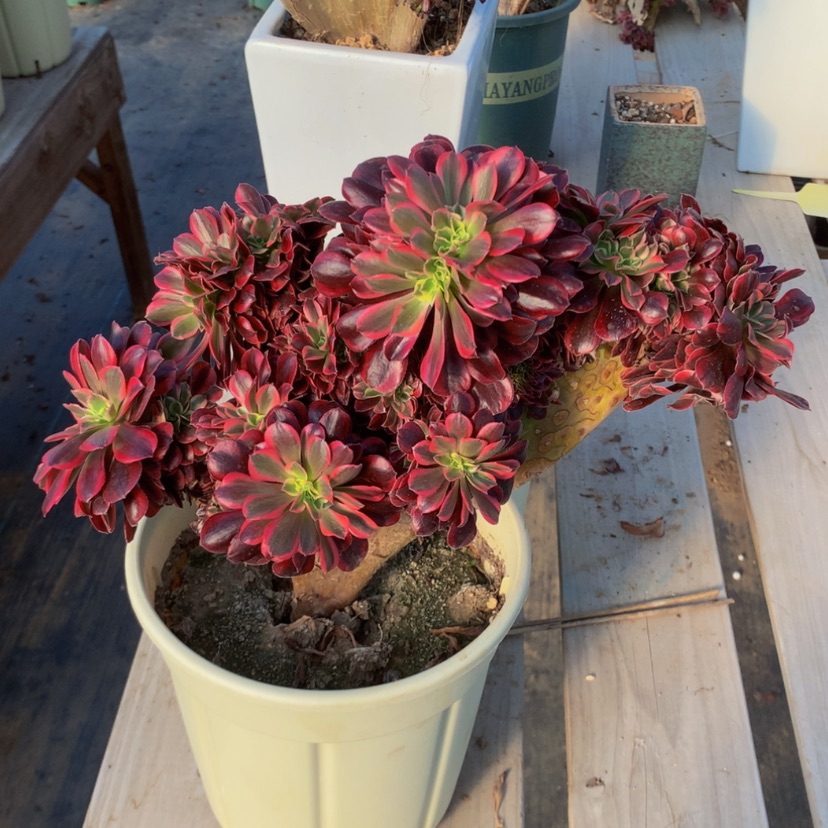 【闪购商品】美杜莎法师法师法师