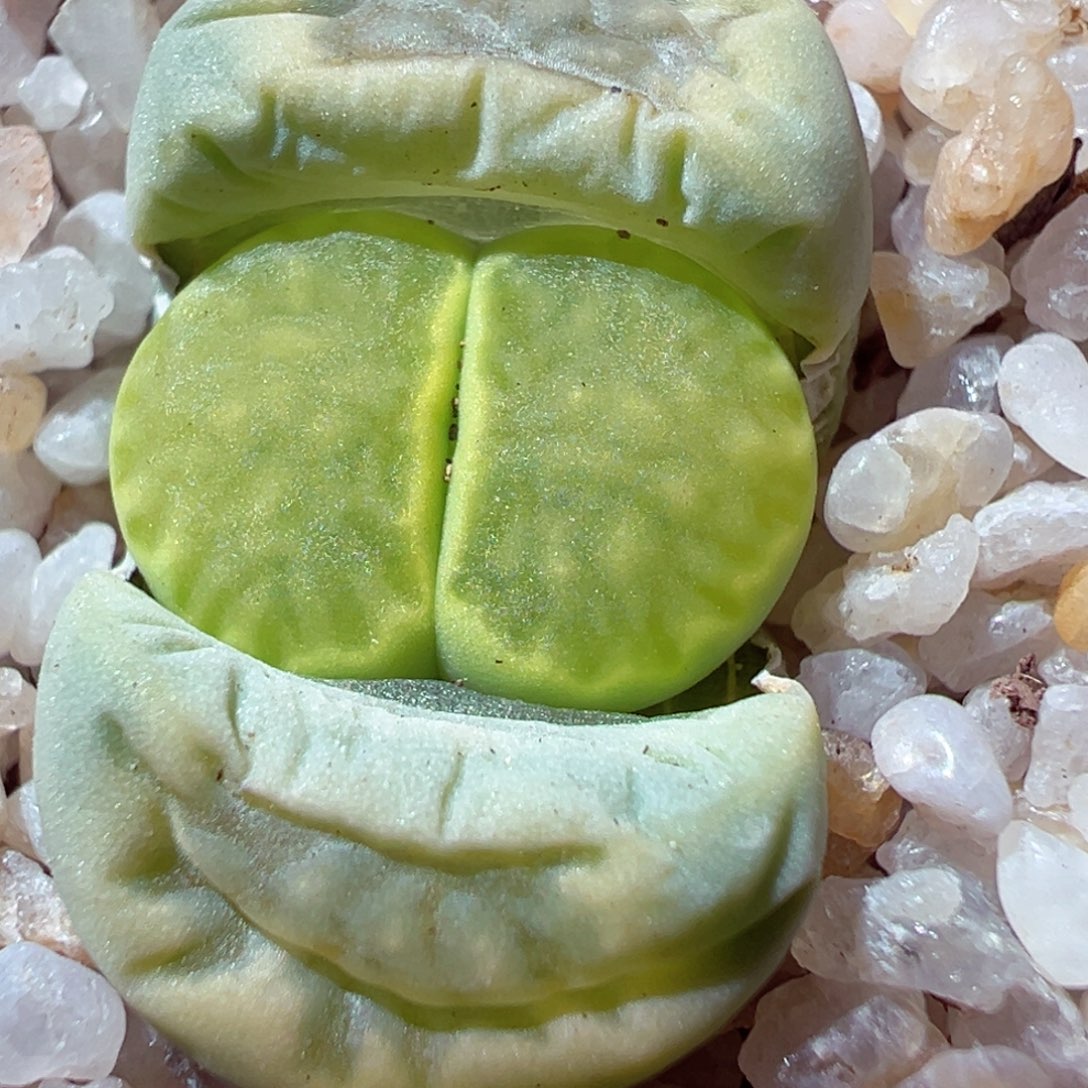 103-262多肉多肉绿菊