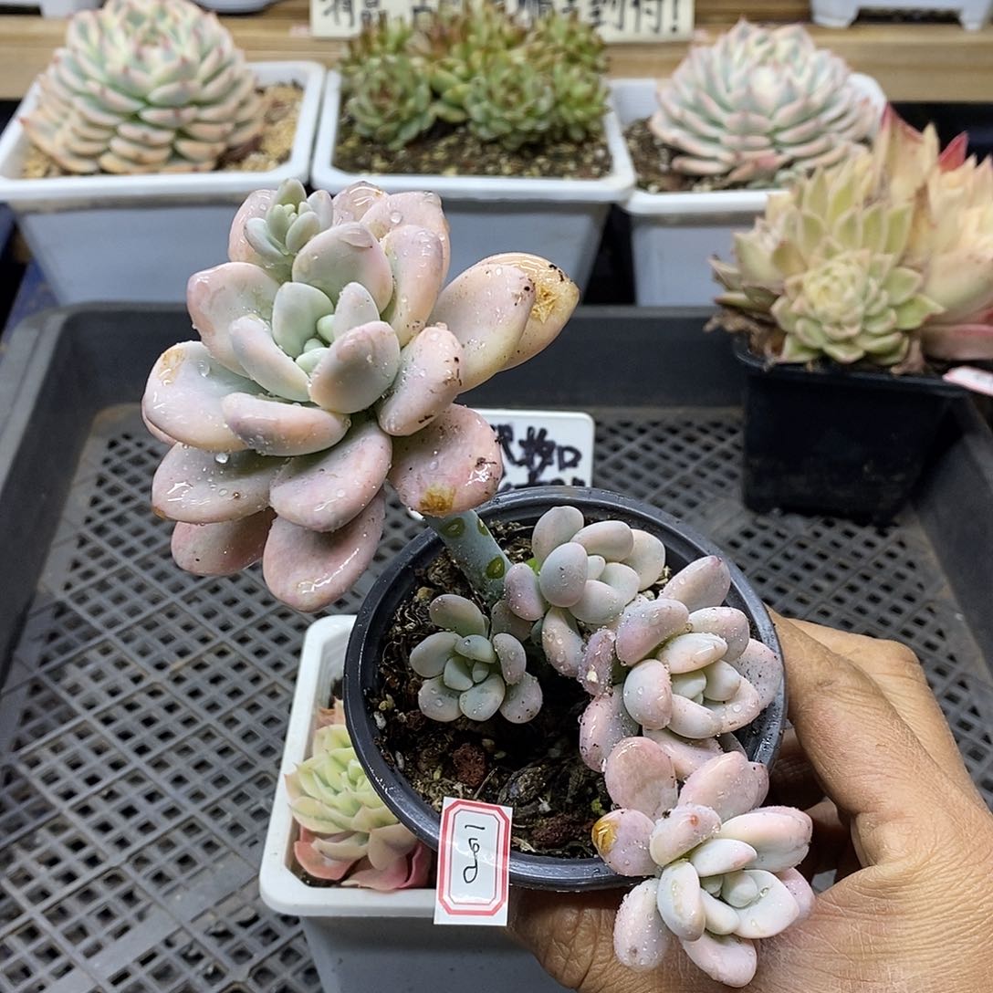 31100 洛神锦自然群 需延时发货