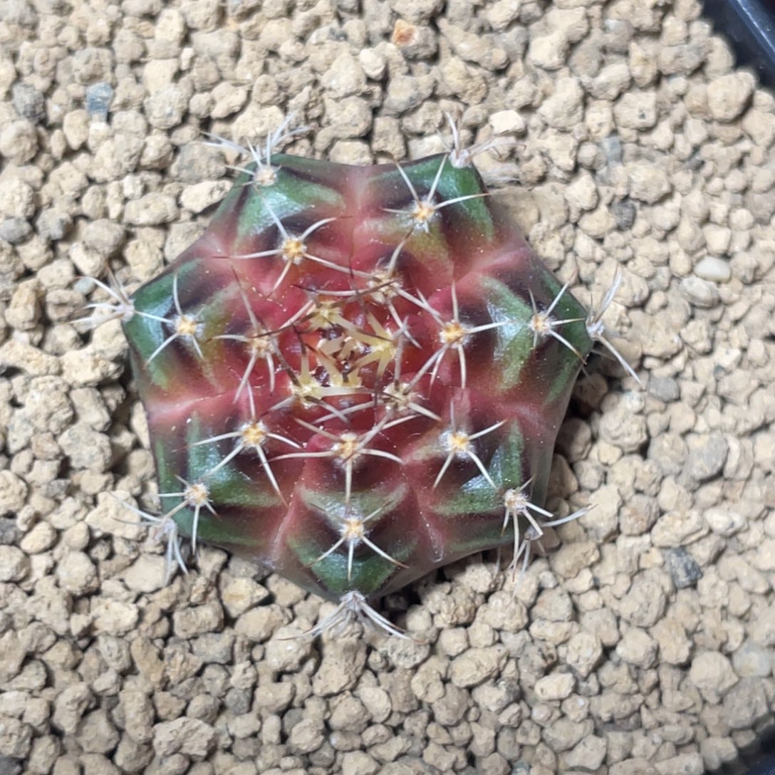 当前无花朵，栽培后可花朵皮色球