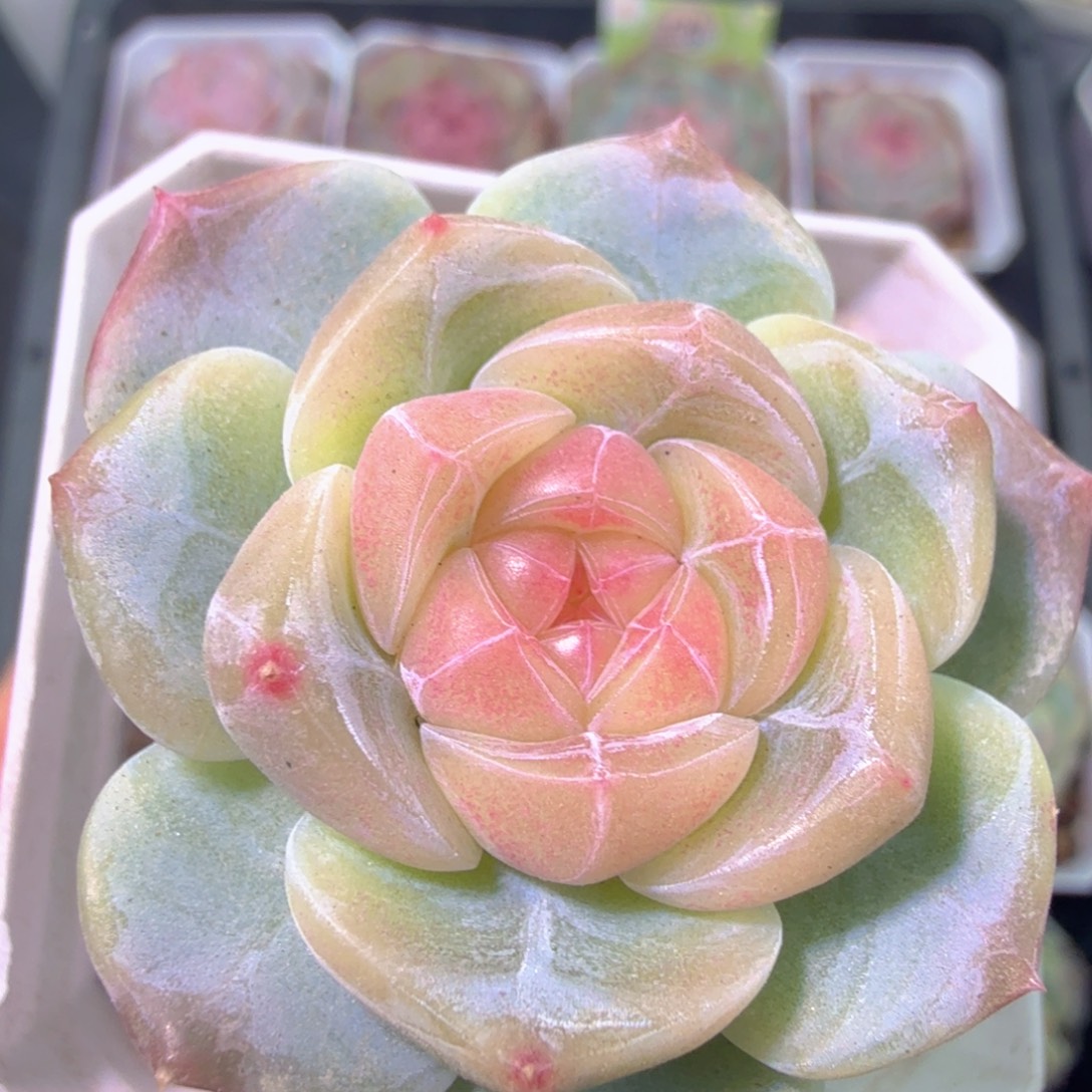 宝***呀溏心一物一拍多肉