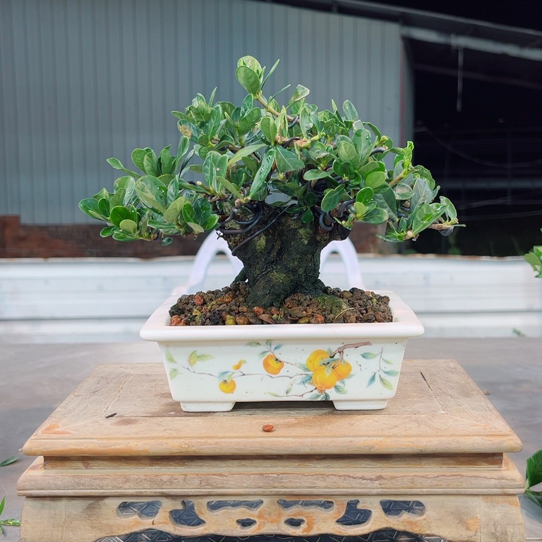 用***1无花朵达摩栀子花链接