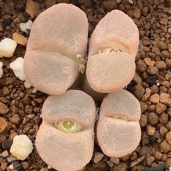 桃喜花园0123-20风铃福利