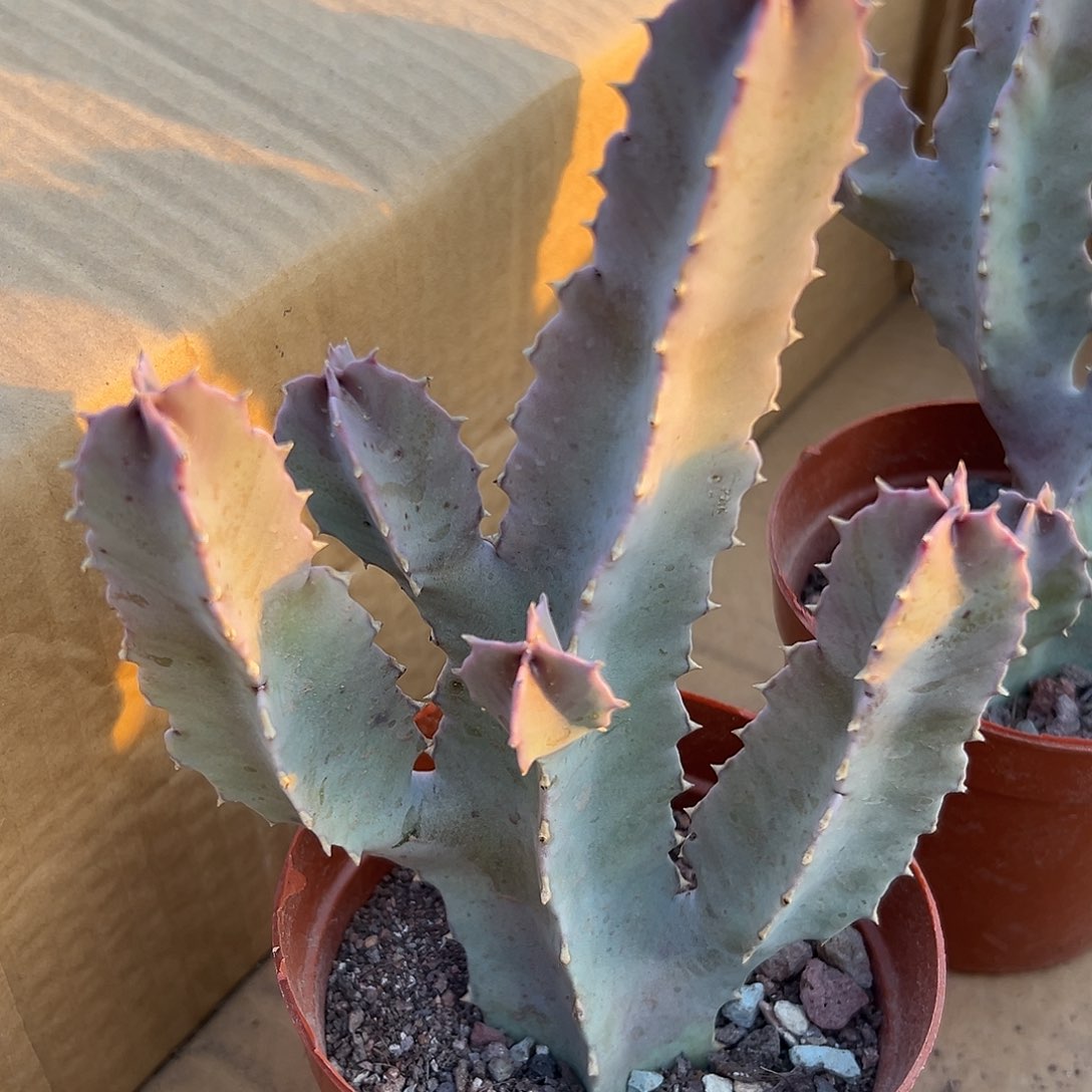 多肉植物四方魔罗