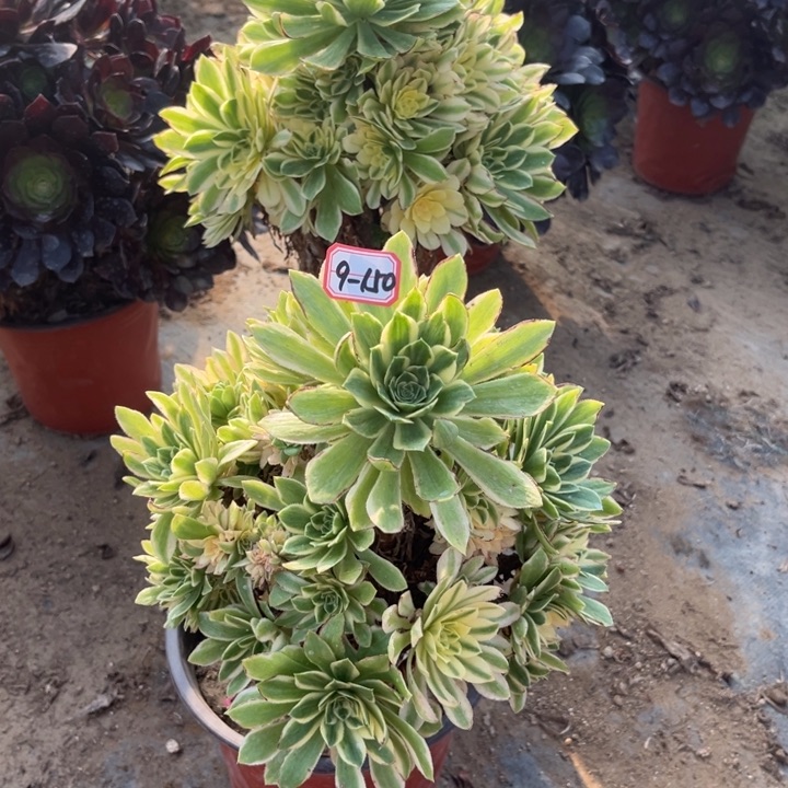 9-150彦宁有瑕疵处理不售后