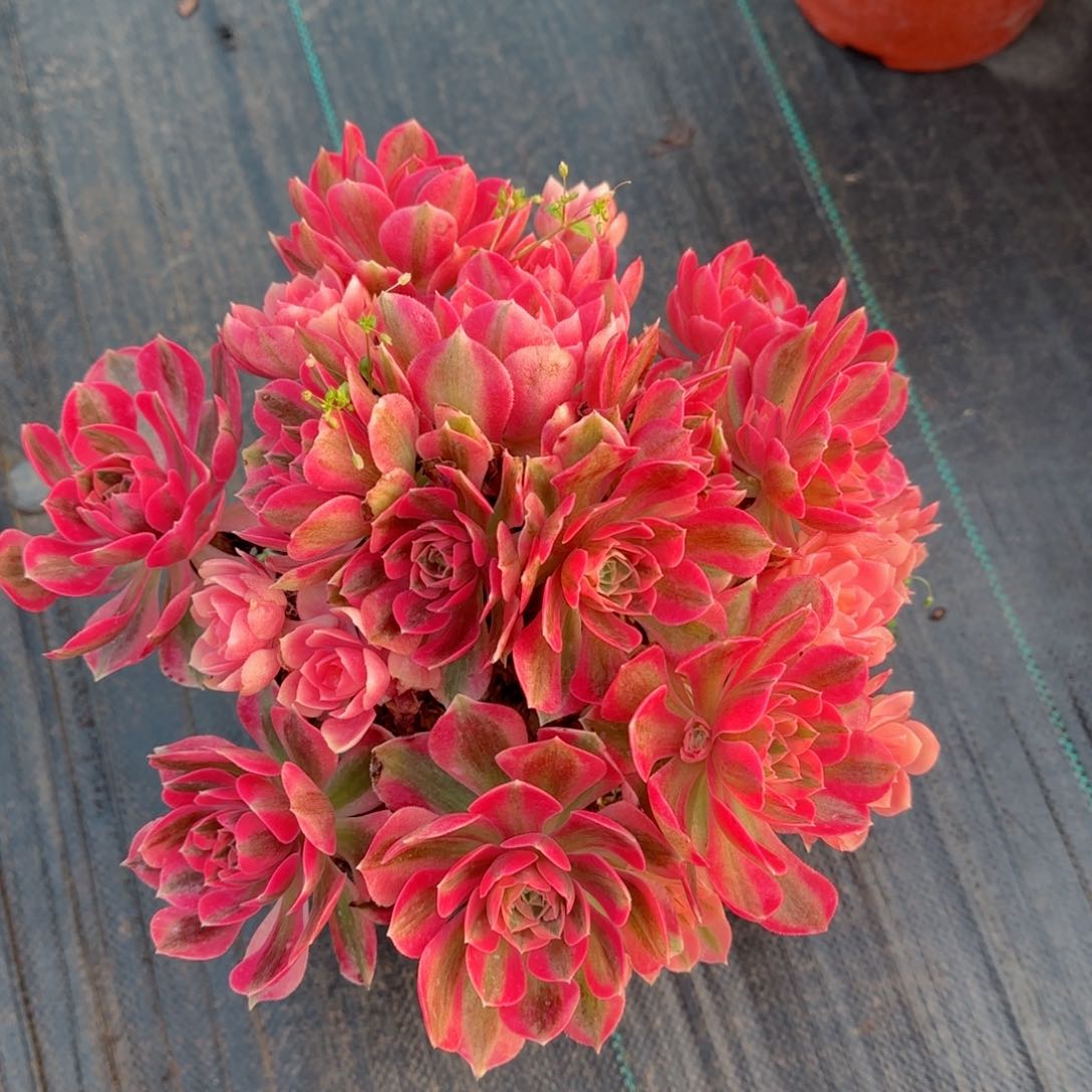 6902女巫多肉多肉