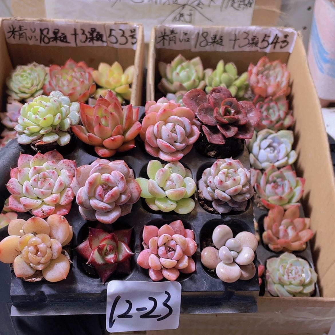 【闪购商品】12颗-23号约2-3厘米