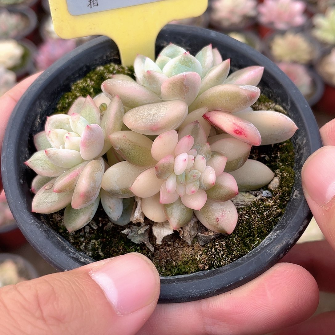 梦露底座带缀1431号