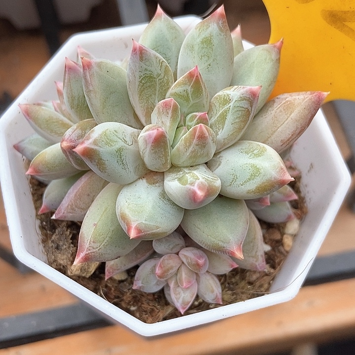 多肉植物1625多肉