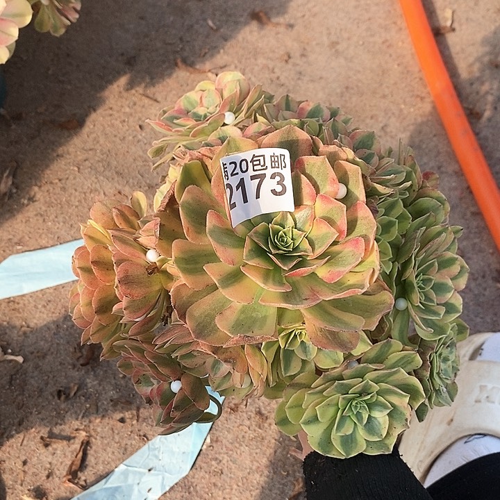 2173 一颗雨何法师