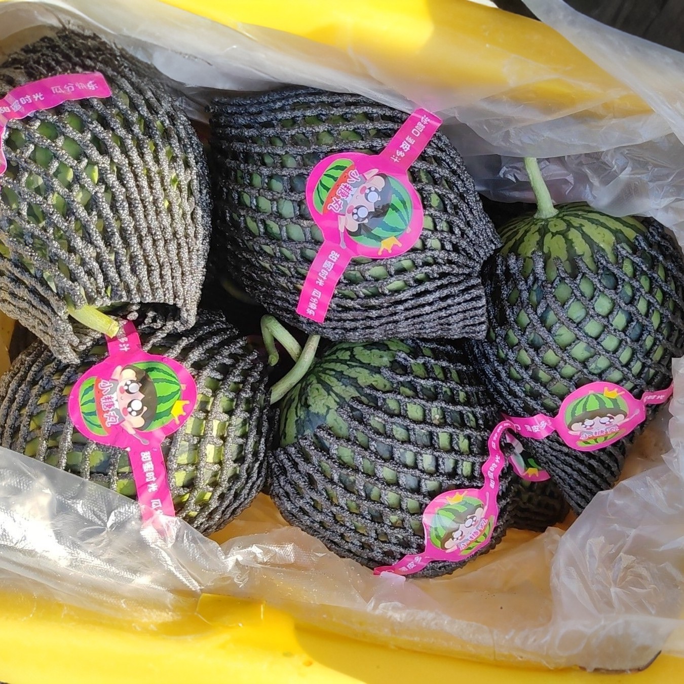 小糖丸西瓜来了，口感超甜，散称9.8一斤