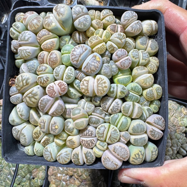 菊文章 有绿菊 彩菊混合10cm盆