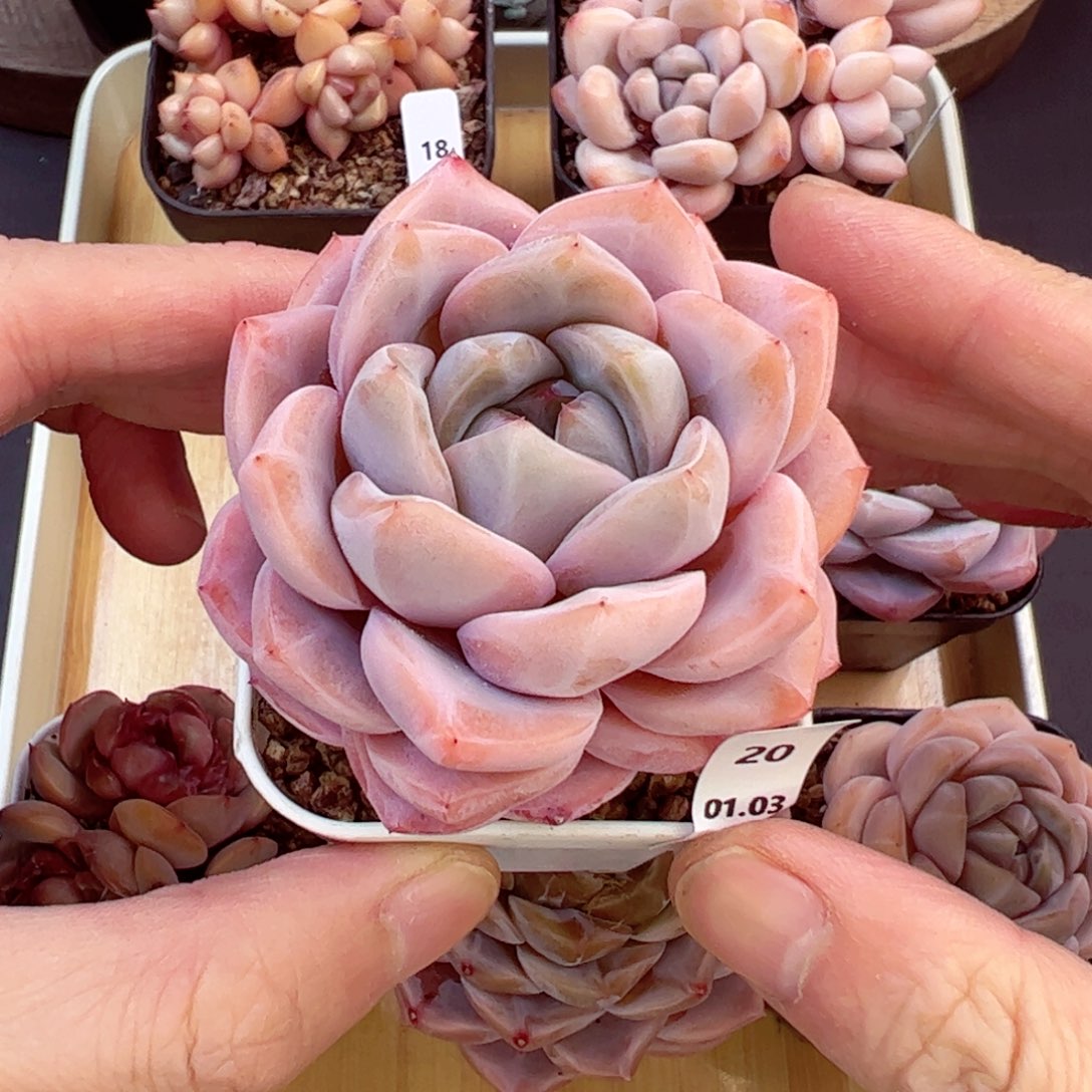 好好看20、哈哈哈哈