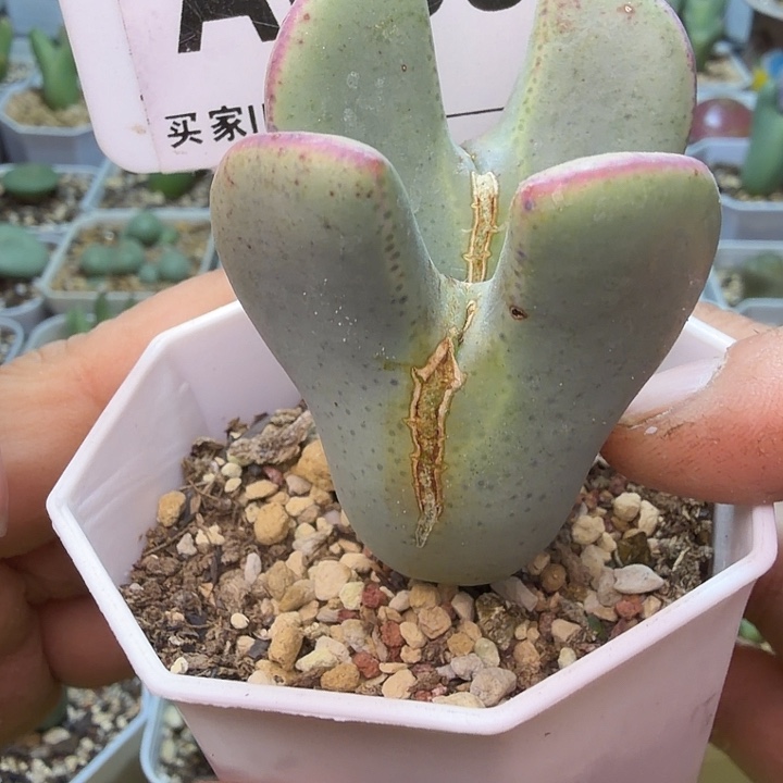 009。满38包邮肉锥