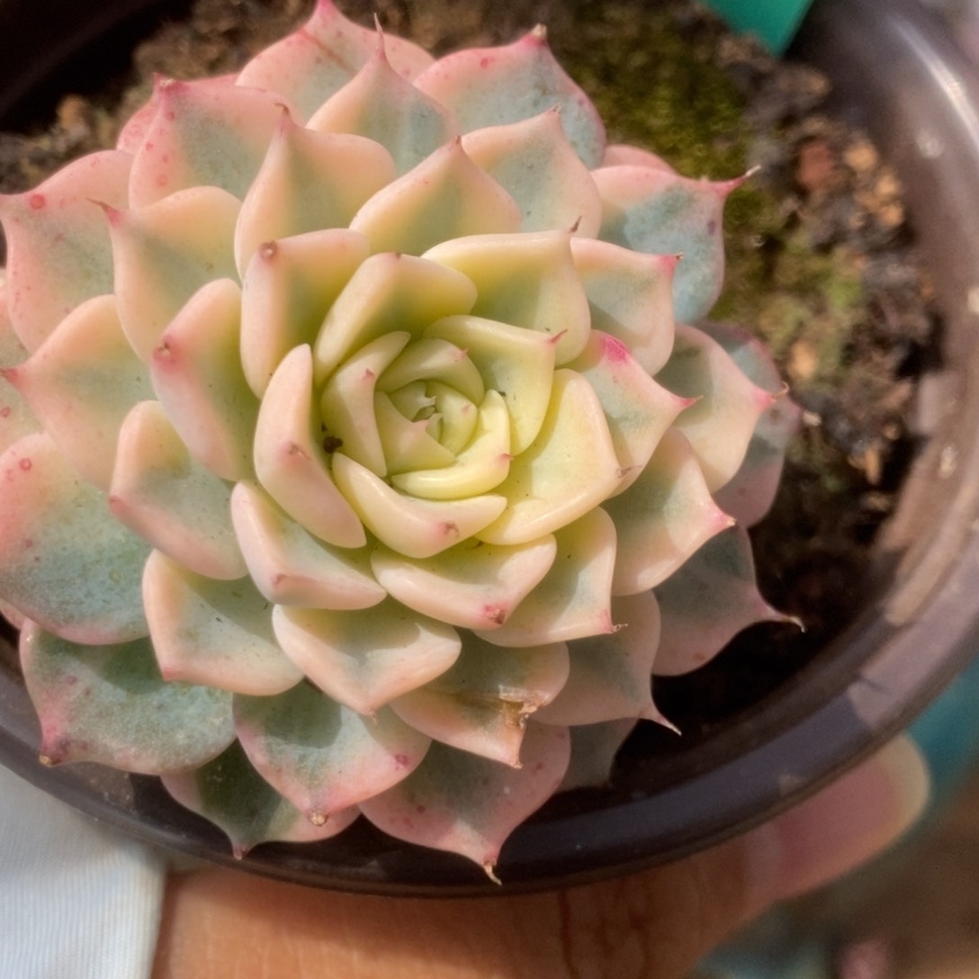 734杂锦锦锦锦锦锦锦