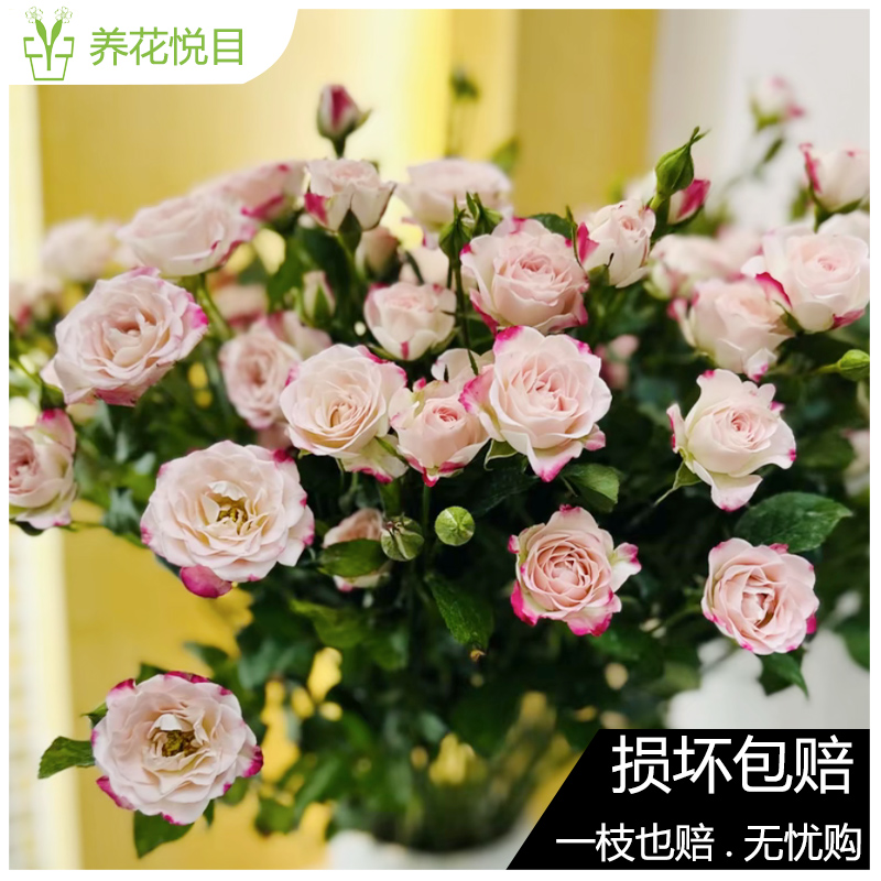 【折射多头玫瑰】一单发普通快递，两单发中通冷链，三单发顺丰冷链