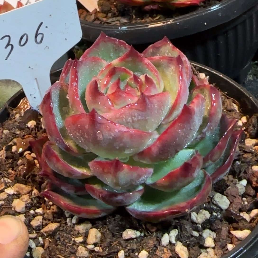 黑红惊鸿一物一拍包装收缩花旱306