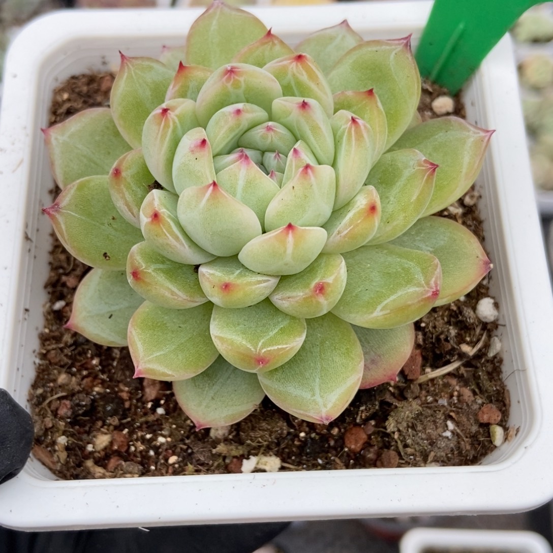 989雪花珍妮多肉多肉