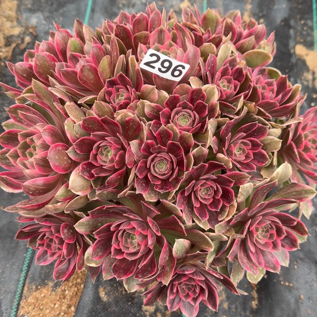296幻纱多肉植物