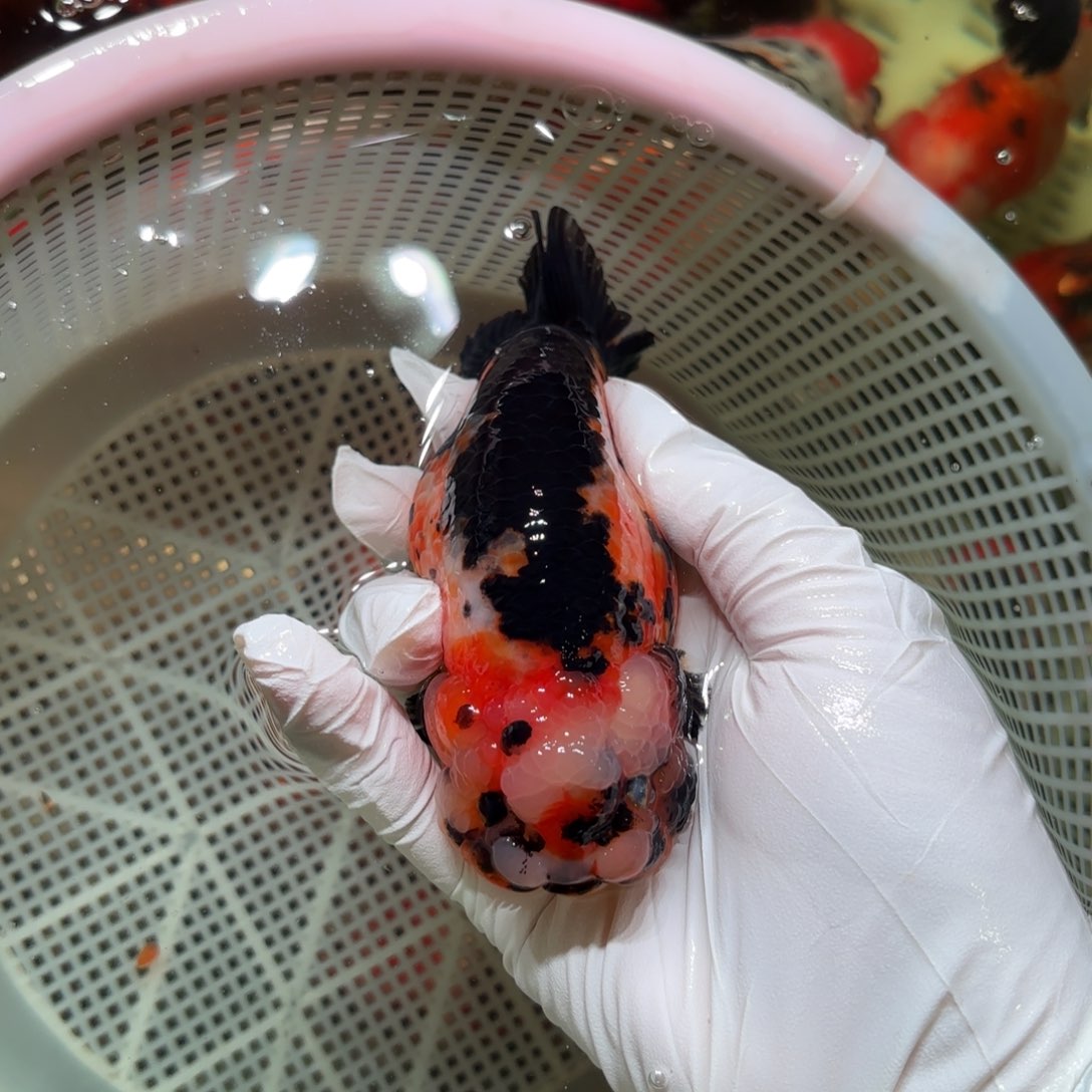 金鱼运费自理不包邮