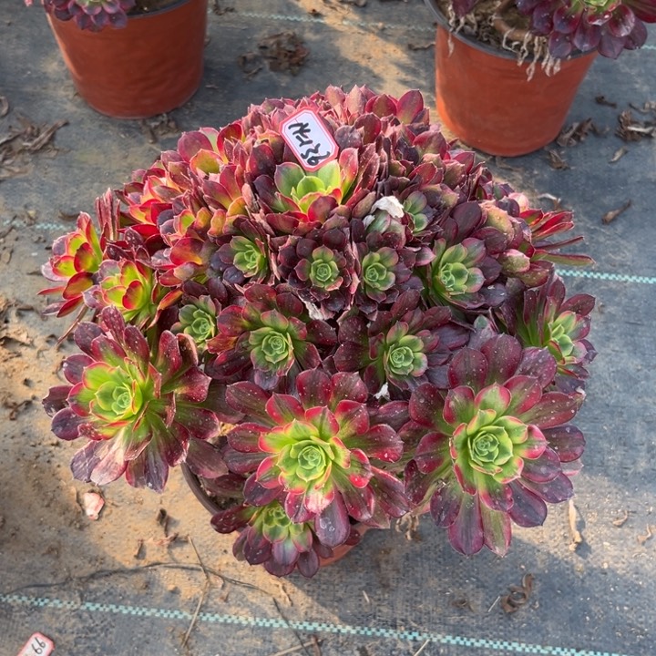 14-136安娜有断肢多肉植物