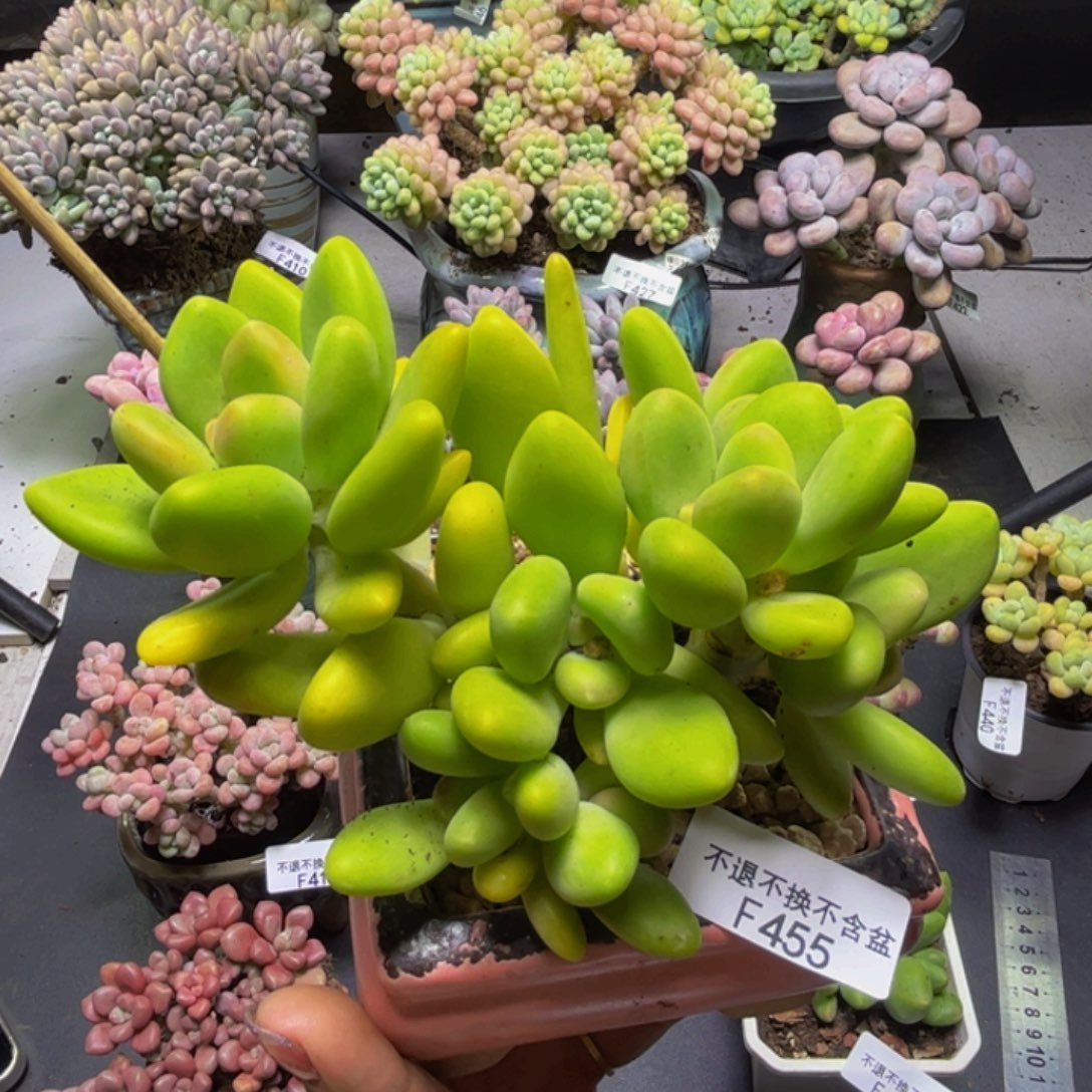 芒果奶455/12cm多肉