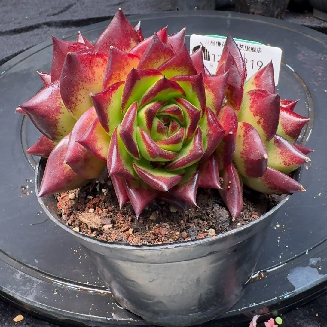 从前慢多肉精选编号1219.219