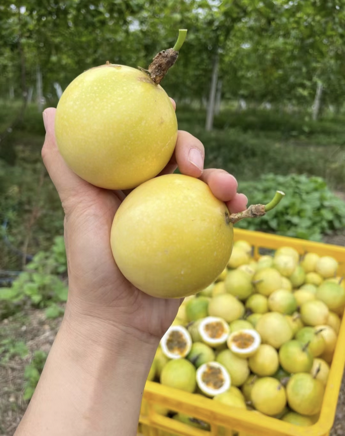 百香果礼盒新春手礼广西钦蜜9号5斤装新鲜百香果鲜果发货产地发货