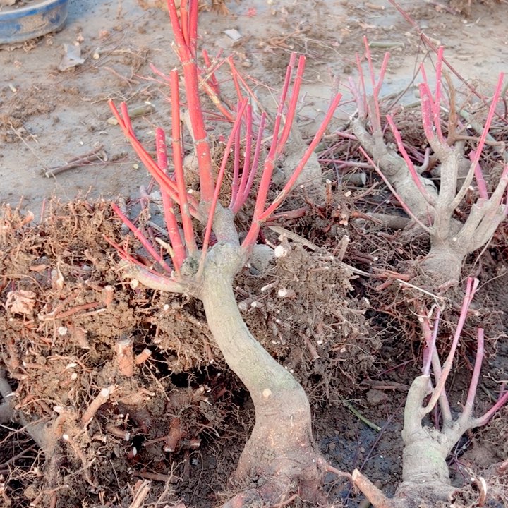 一***6无花朵枫树……枫树