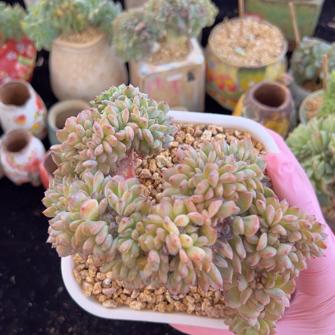 新年快乐 新年快乐 