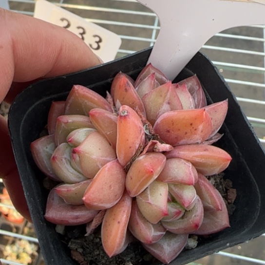 216比翼鸟一物一拍多肉