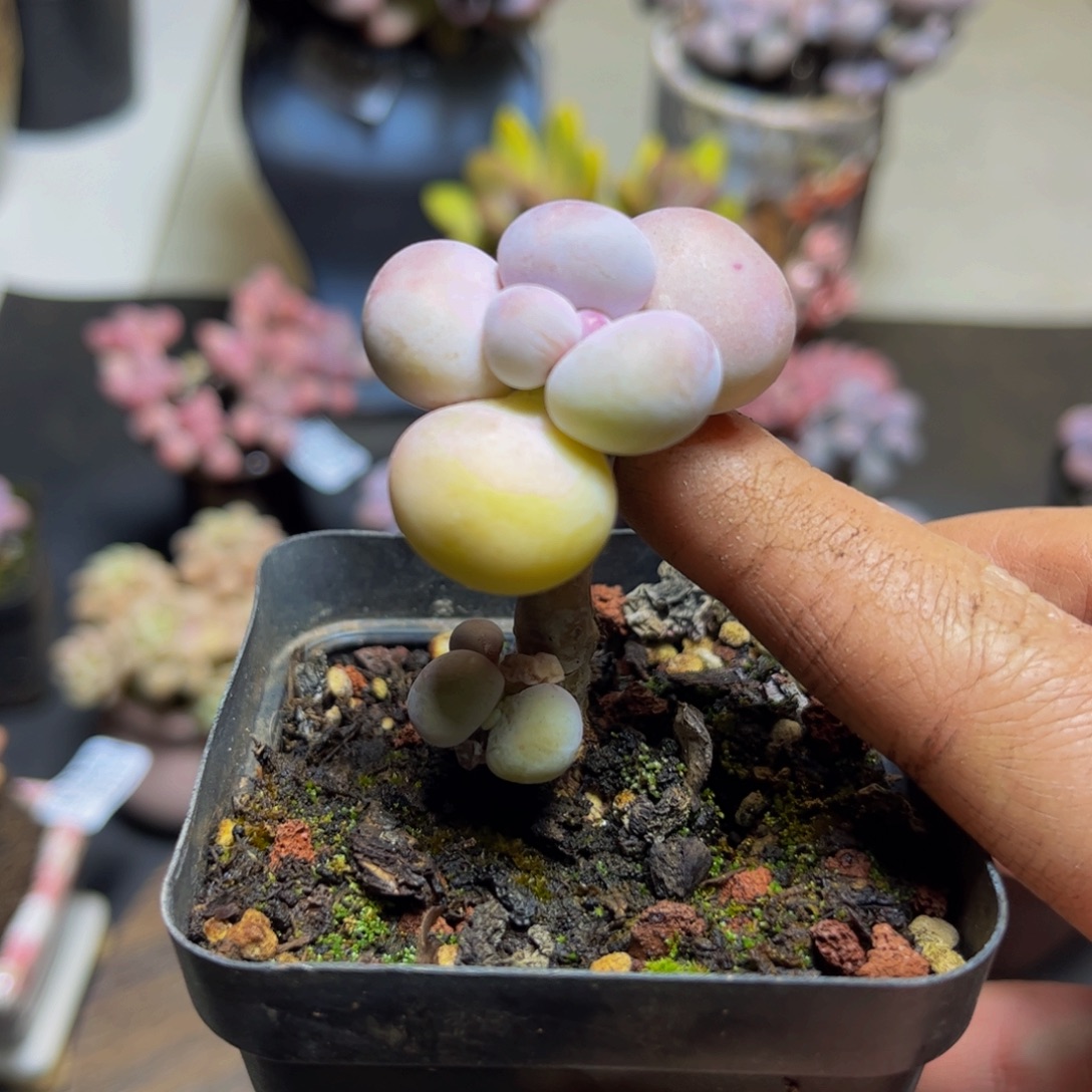 347橙奶4厘米多肉