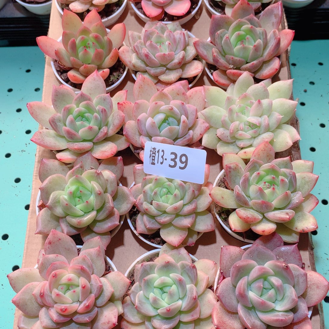 13-39一物一拍多肉带盆18颗