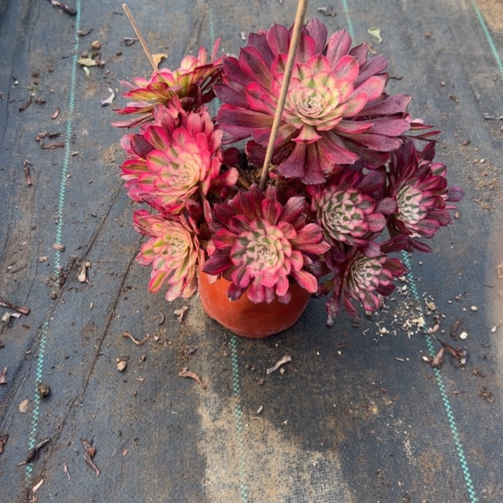 16红铜壶白多肉多肉