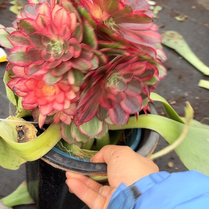 多肉植物黑膜锦366