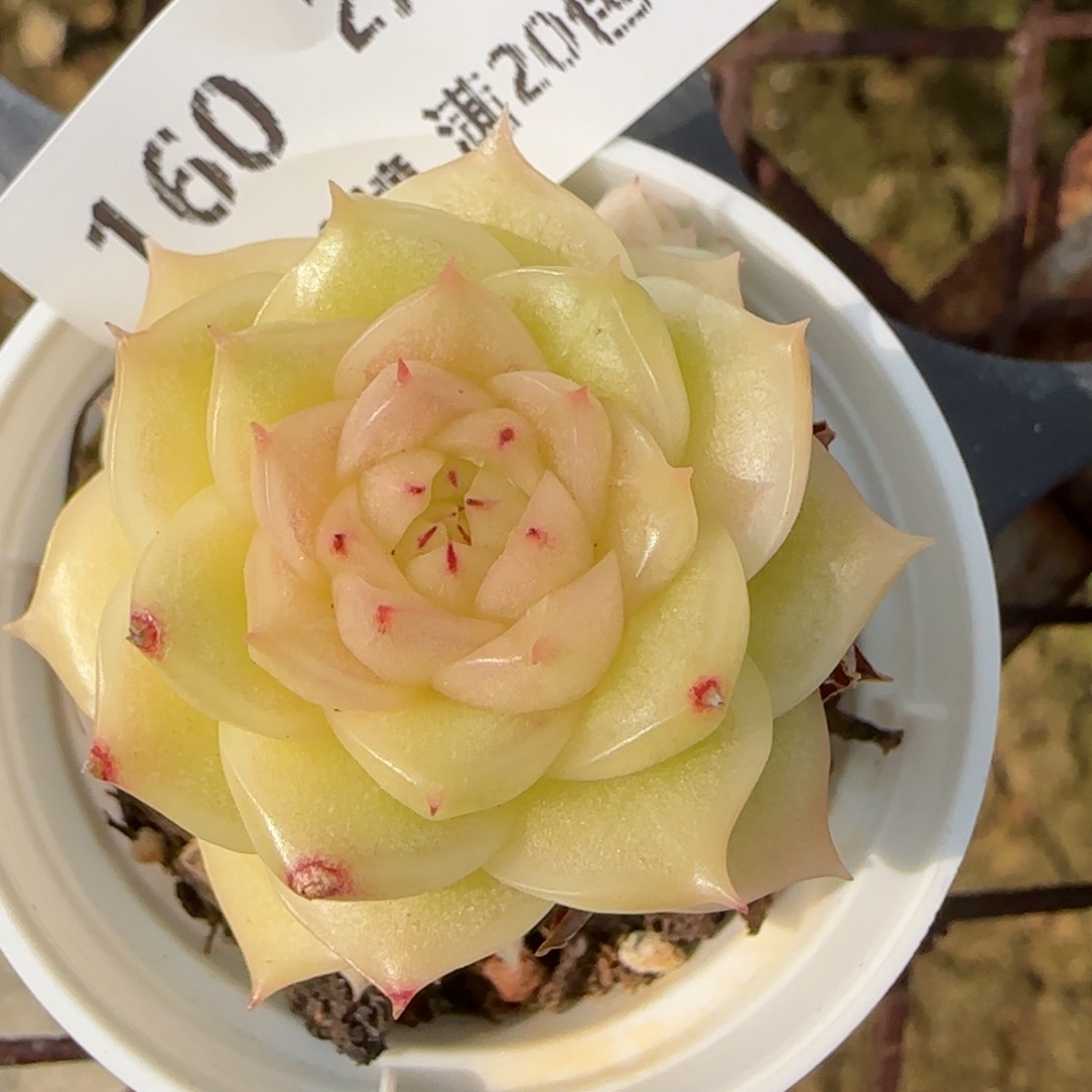 花语逸镜0214-160