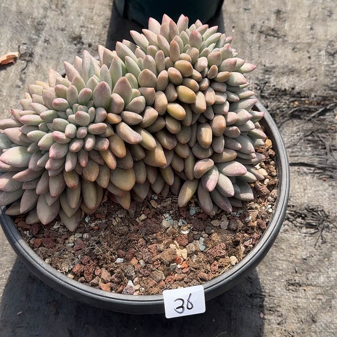 36 还桃花源缀化 00000