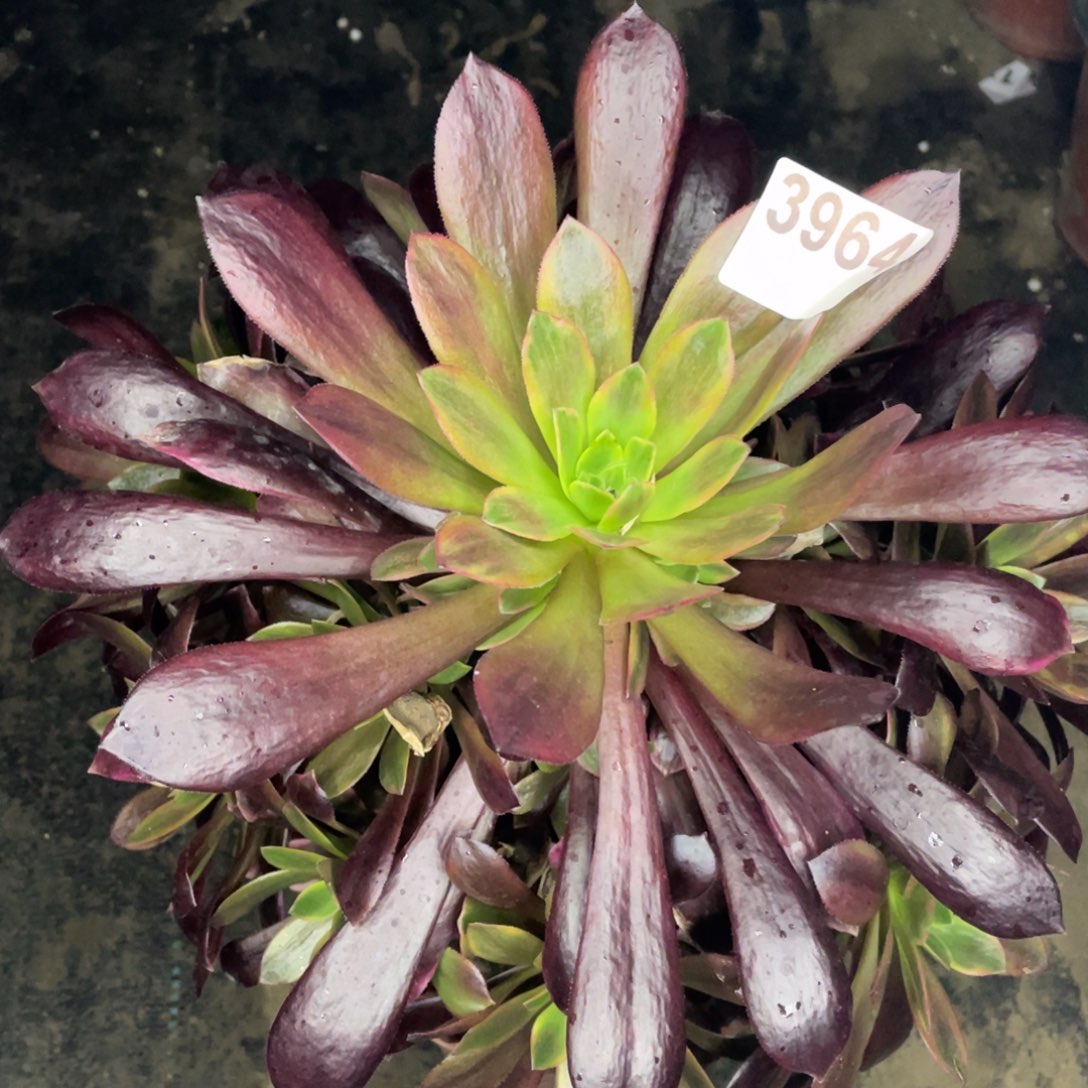 3964欧子变异黄锦