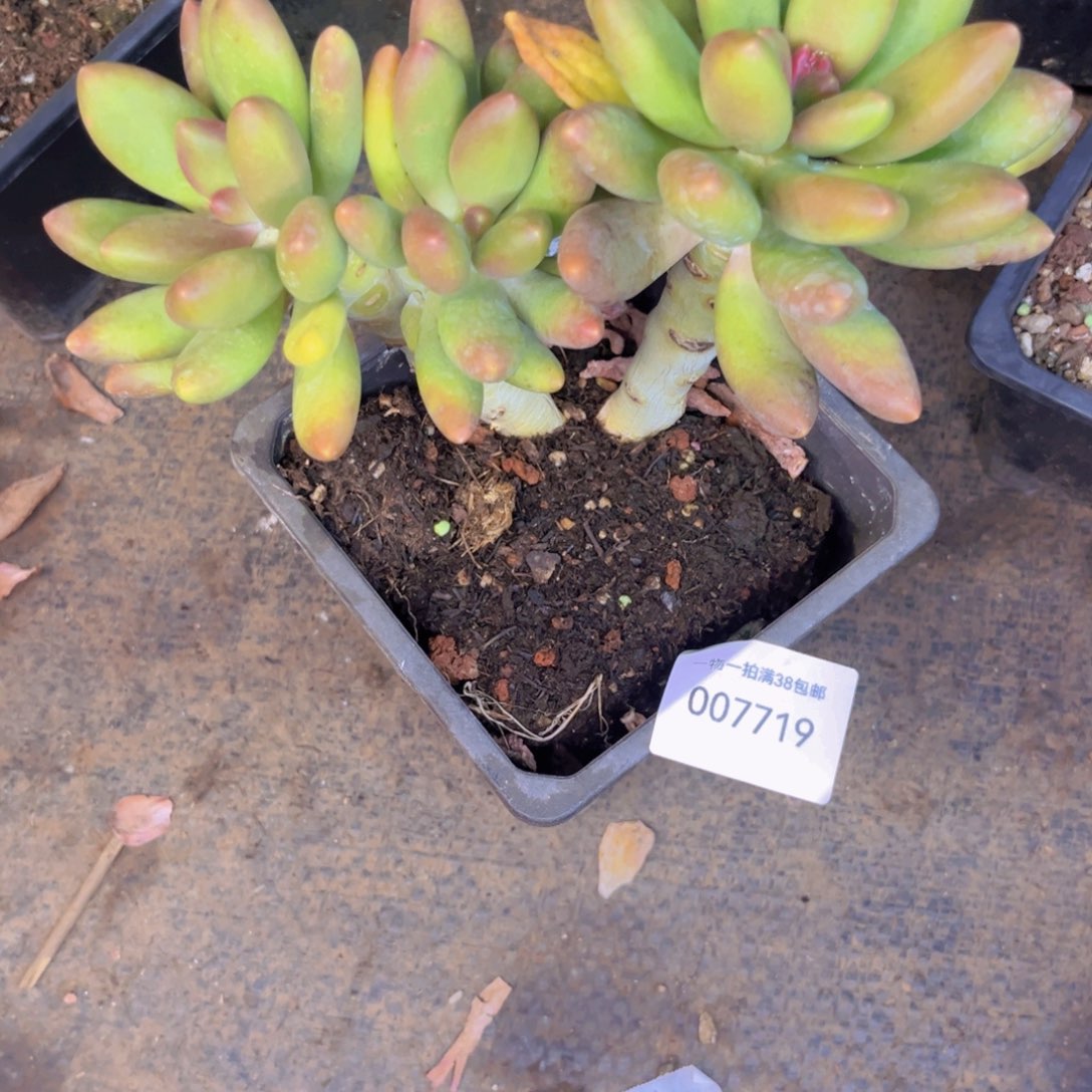 多肉一物一拍7719