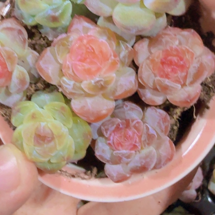 七彩冰魄五颗一组