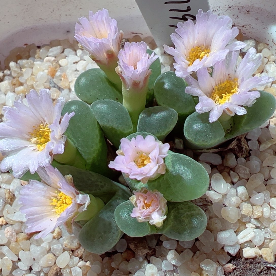 1121-791多肉多日8头群