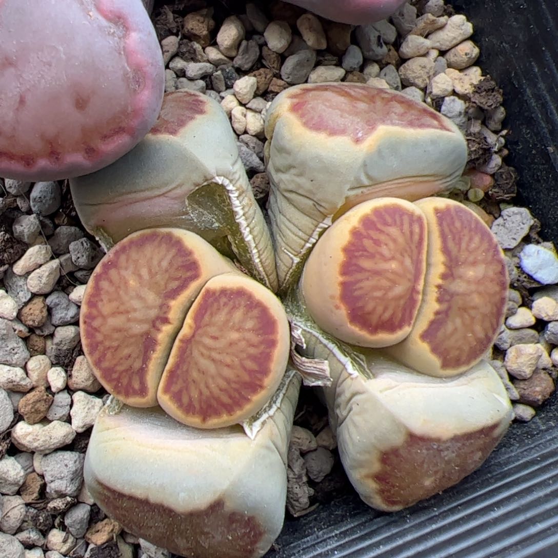 0383号菊 多肉植物